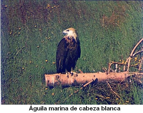 Águila marina de cabeza blanca.jpg